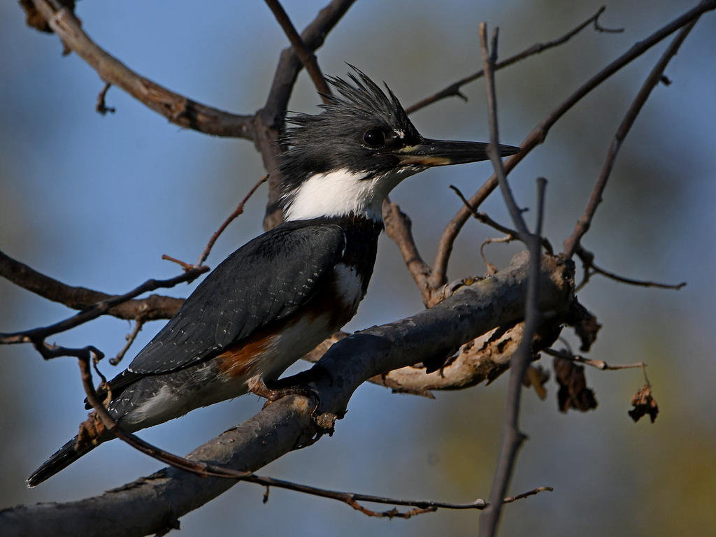 Kingfisher.jpg