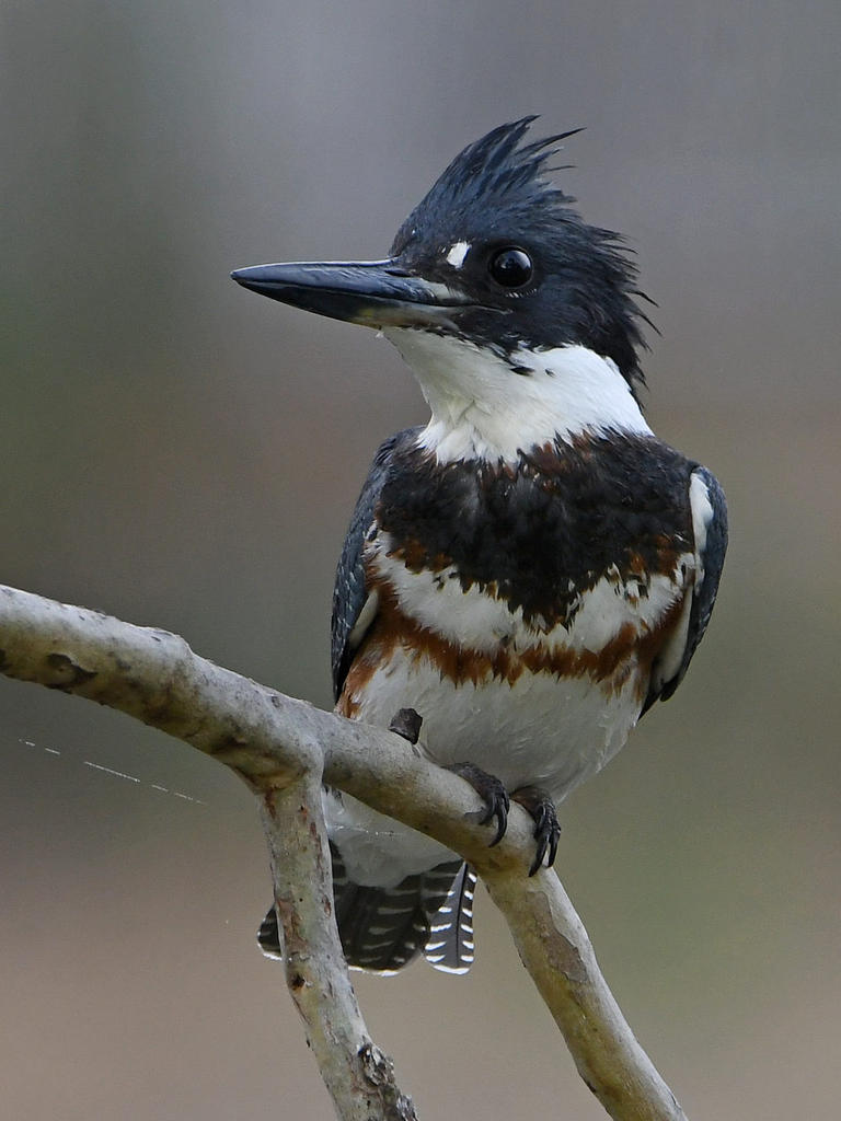 Kingfisher.jpg