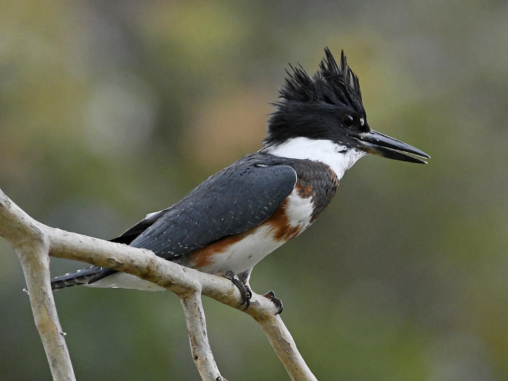 Kingfisher.jpg