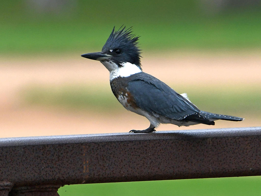 Kingfisher.jpg
