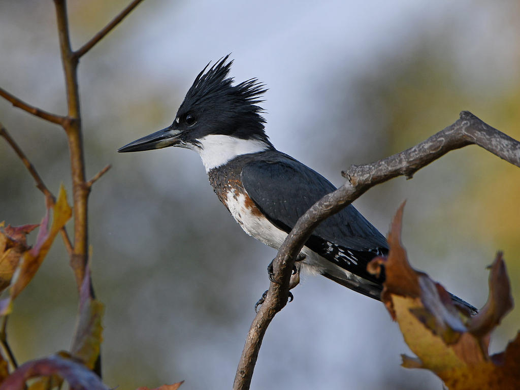 Kingfisher.jpg