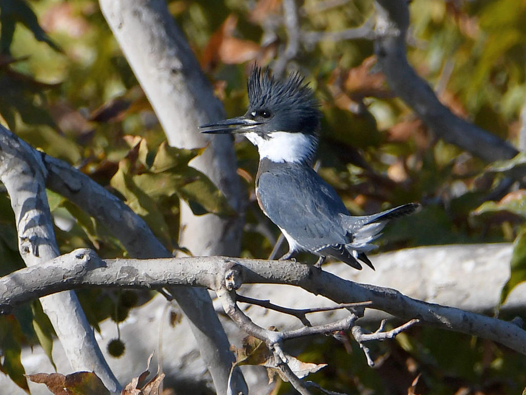 Kingfisher.jpg