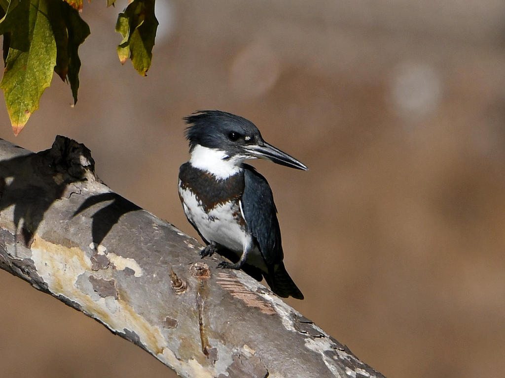 Kingfisher.jpg