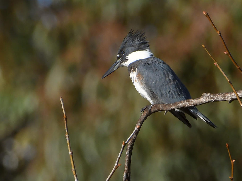 Kingfisher.jpg
