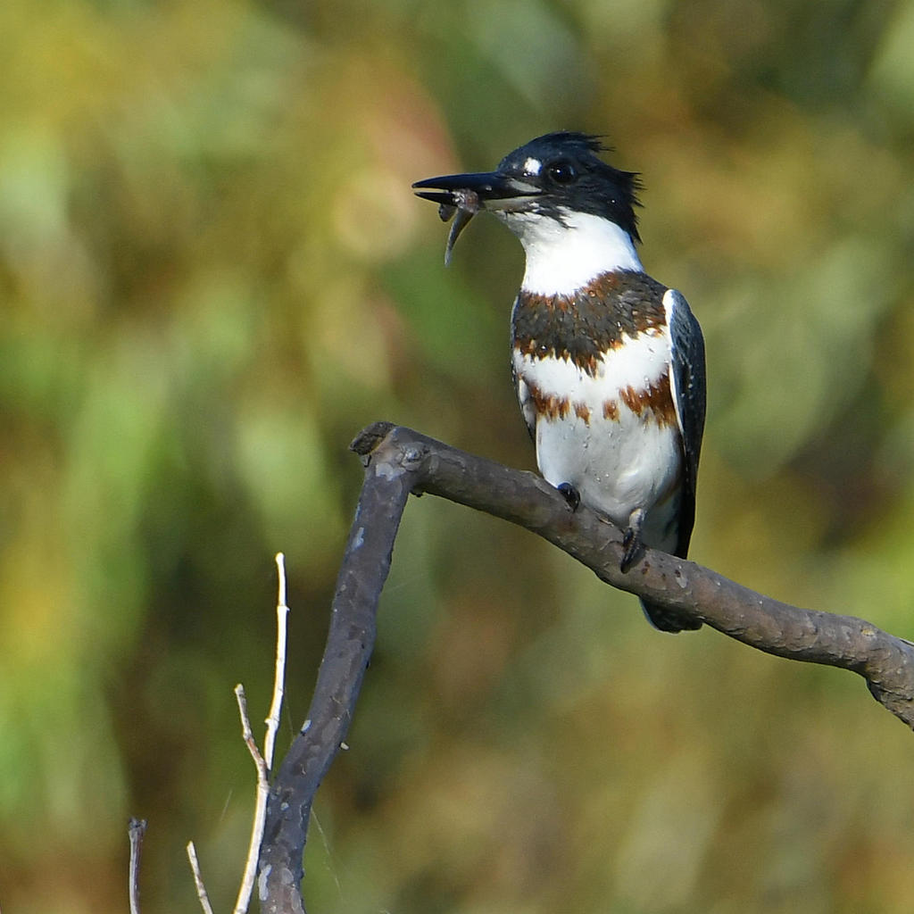 Kingfisher.jpg