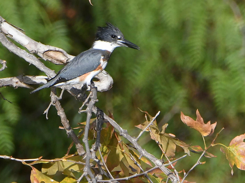 Kingfisher.jpg