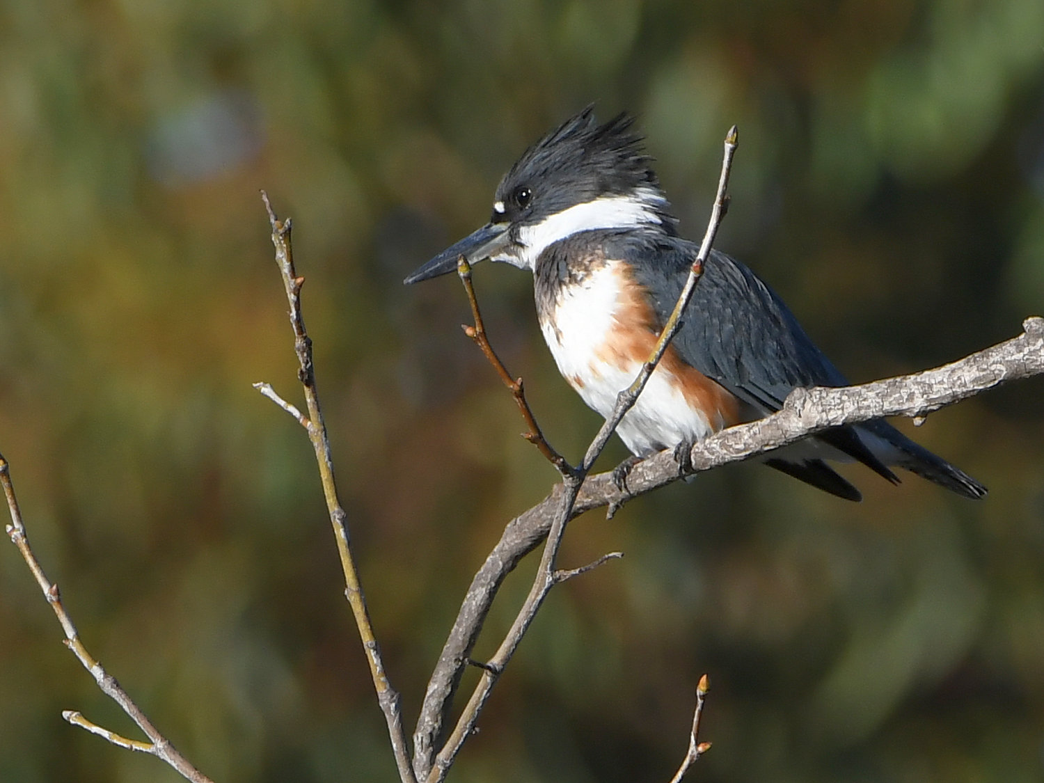 Kingfisher.jpg