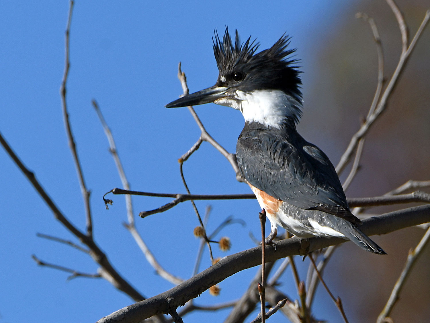 Kingfisher.jpg