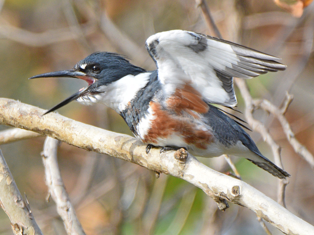 Kingfisher10.jpg