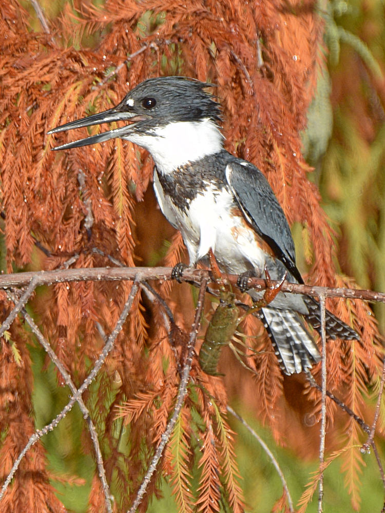 Kingfisher10.jpg