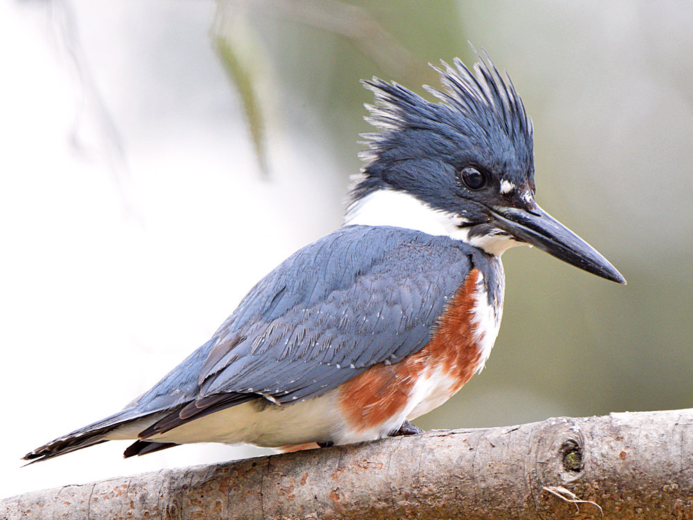Kingfisher10.jpg