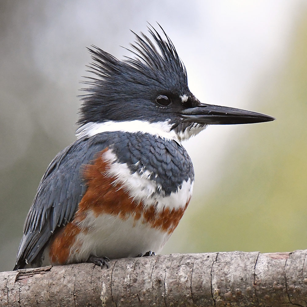 Kingfisher10.jpg