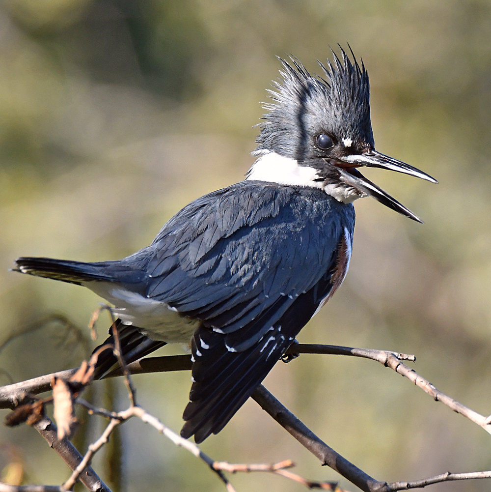Kingfisher10.jpg