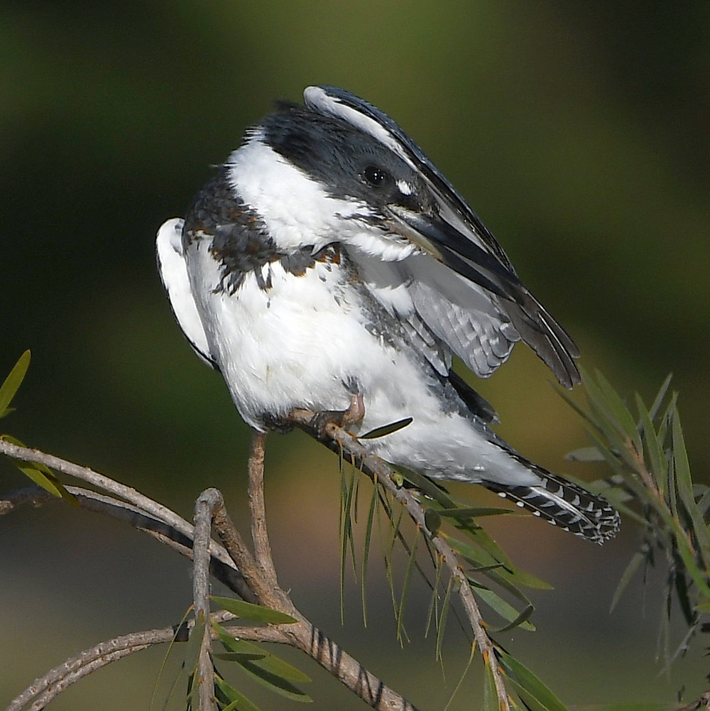 Kingfisher10.jpg