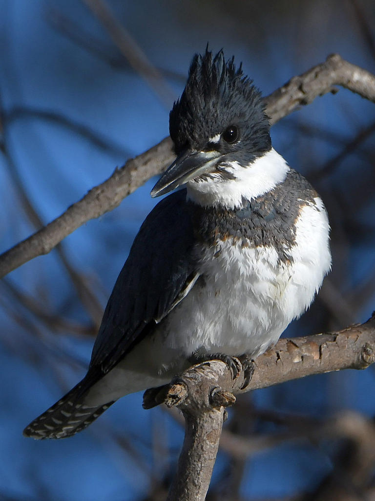 KingFisher10.jpg