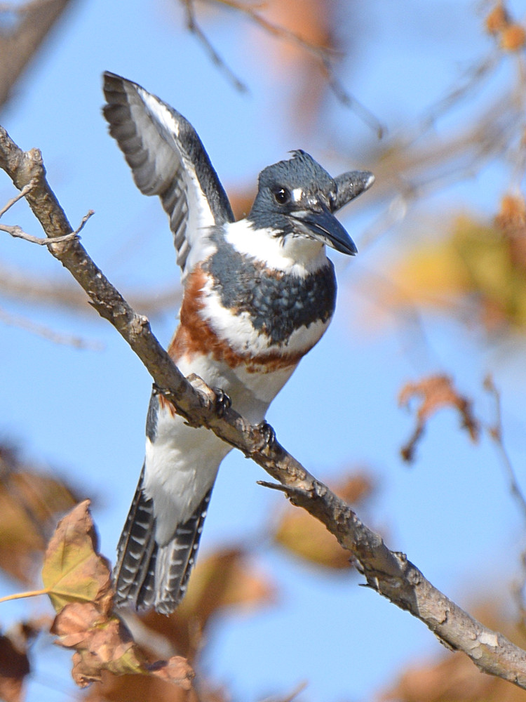 Kingfisher11.jpg