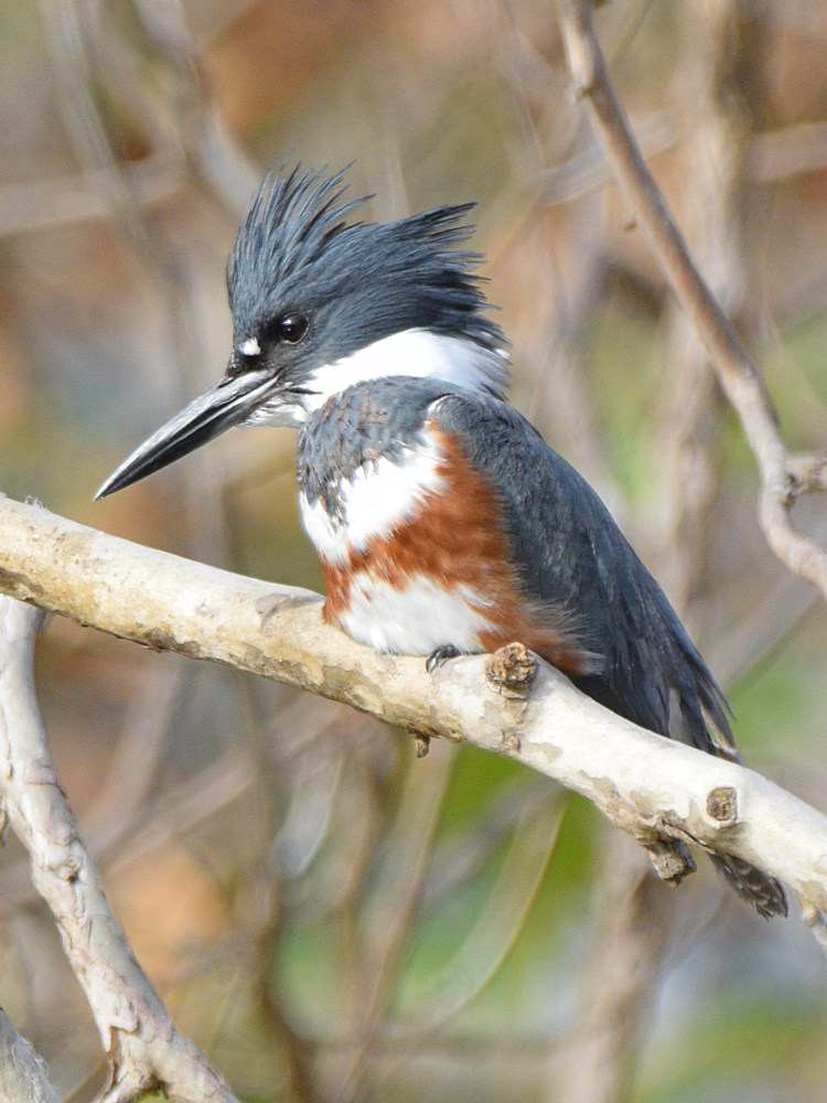 Kingfisher11.jpg