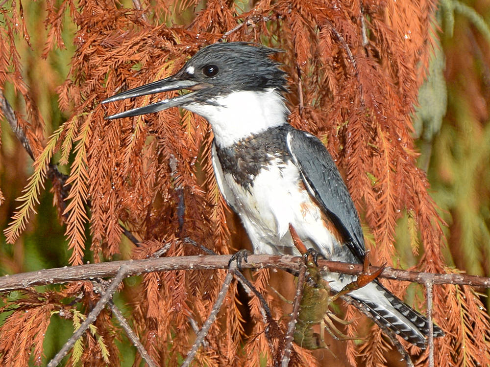 Kingfisher11.jpg