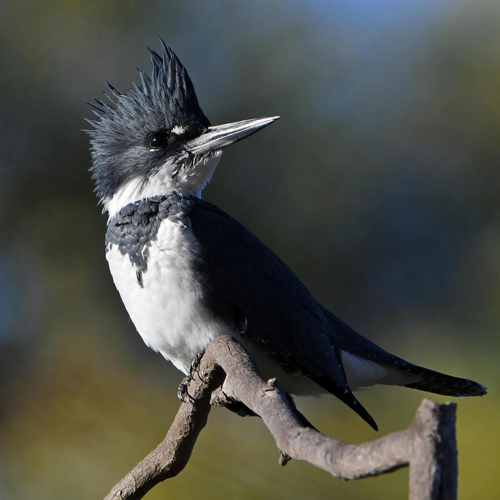 Kingfisher11.jpg