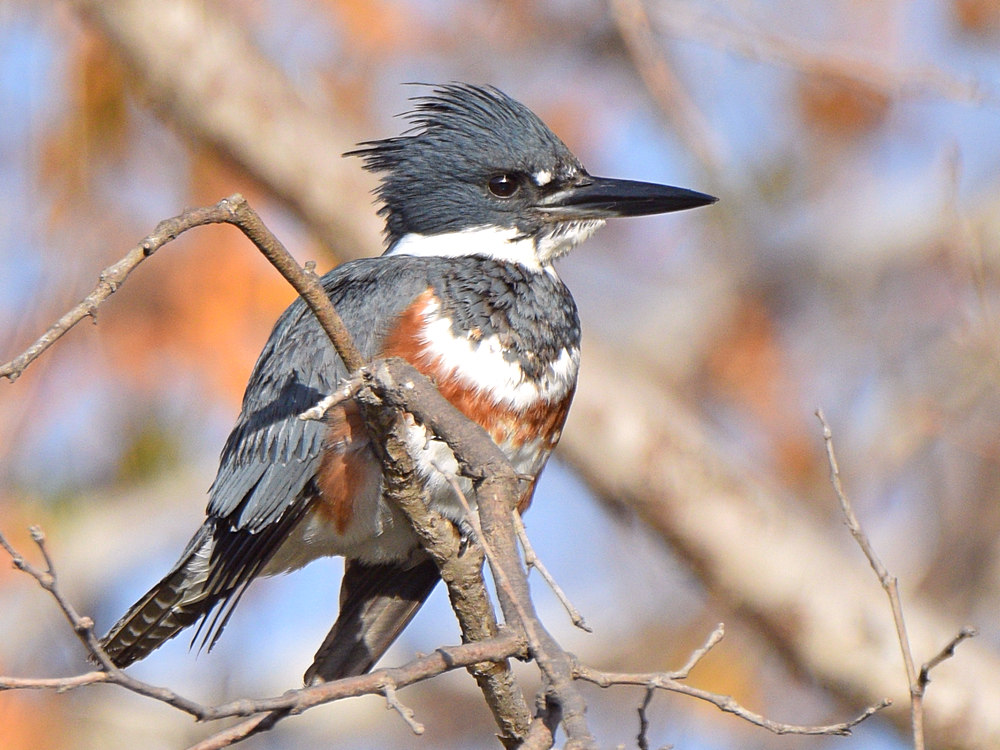 Kingfisher12.jpg