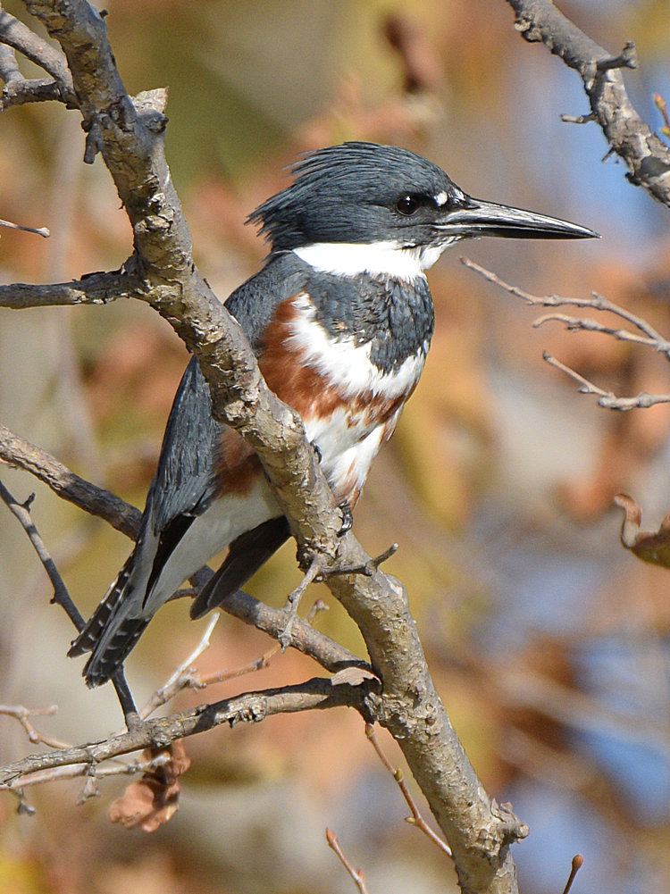 Kingfisher13.jpg