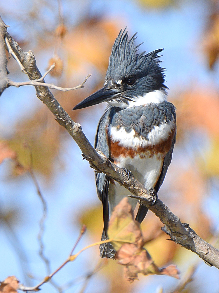Kingfisher13.jpg