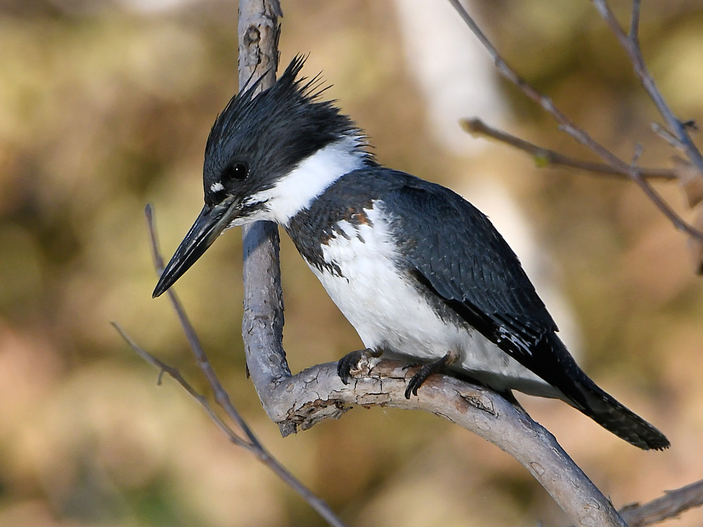 Kingfisher13.jpg