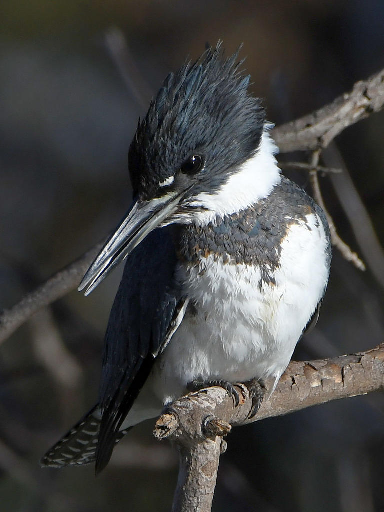 KingFisher13.jpg