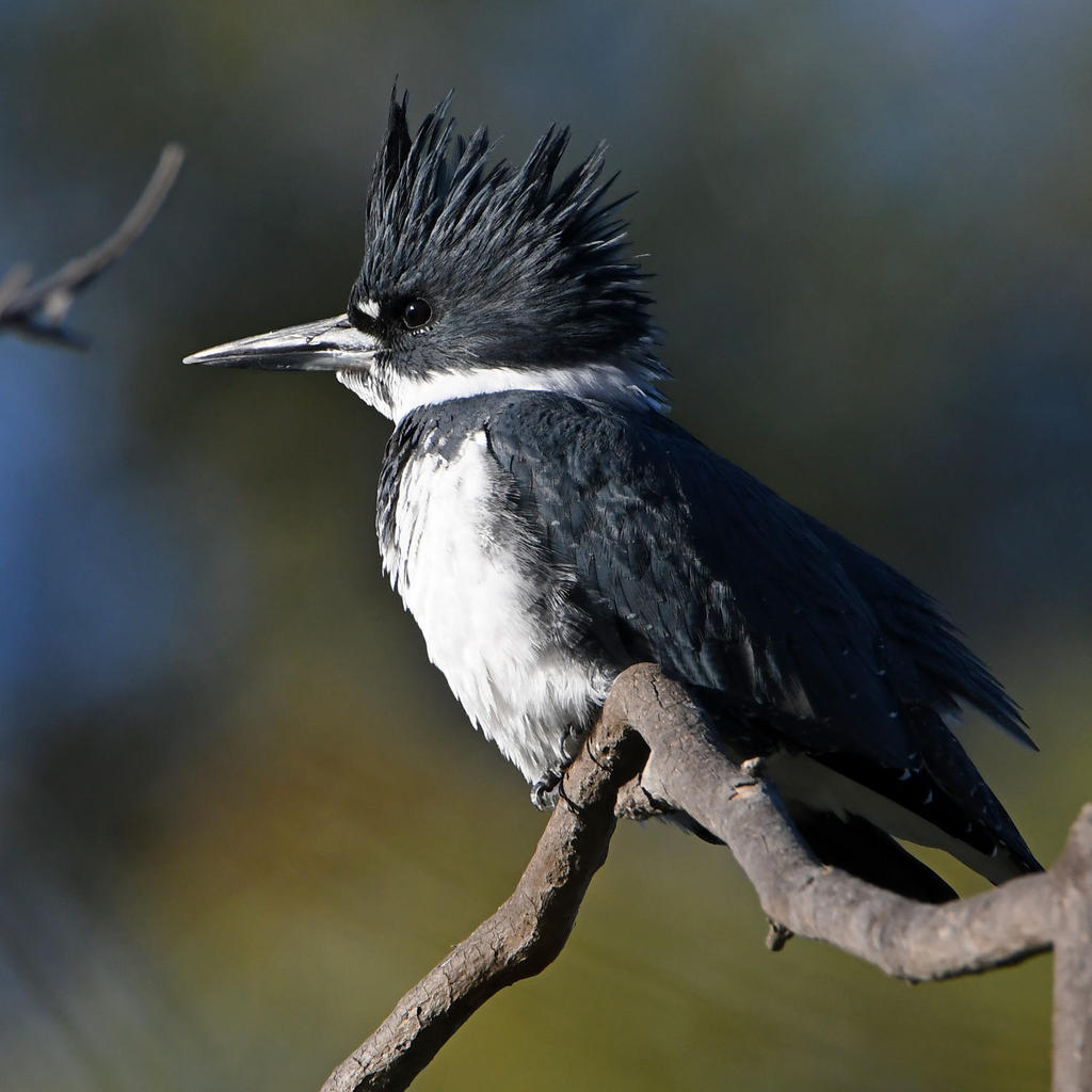 Kingfisher13.jpg