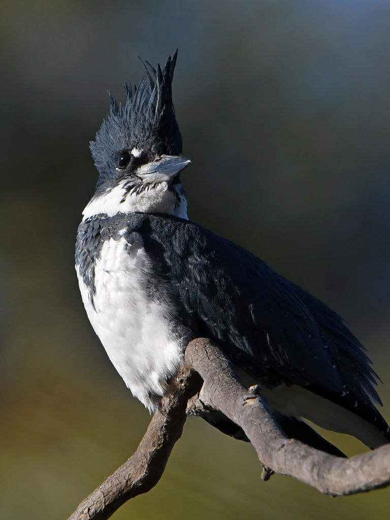 Kingfisher14.jpg