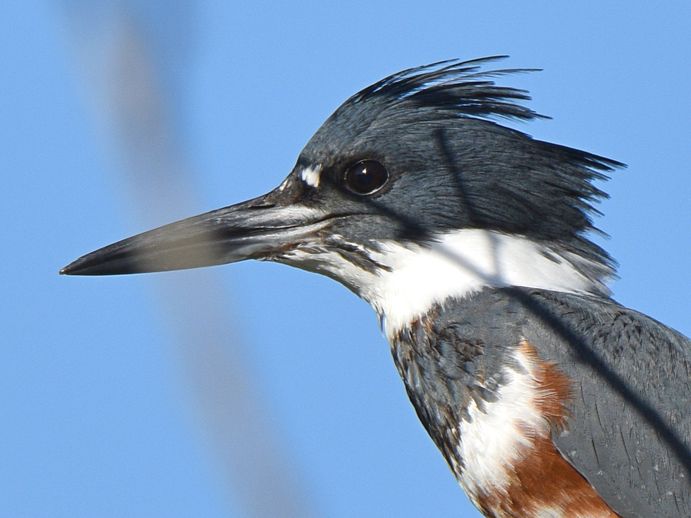 Kingfisher15.jpg