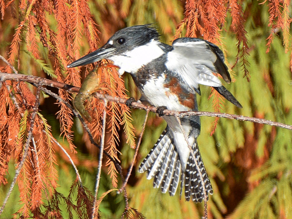 Kingfisher15.jpg