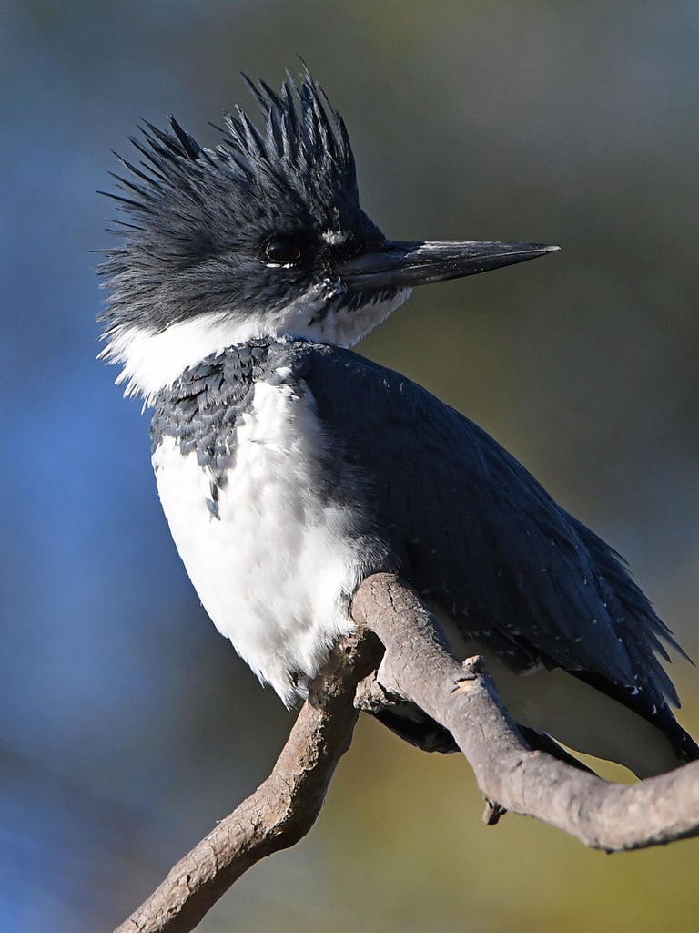 Kingfisher15.jpg
