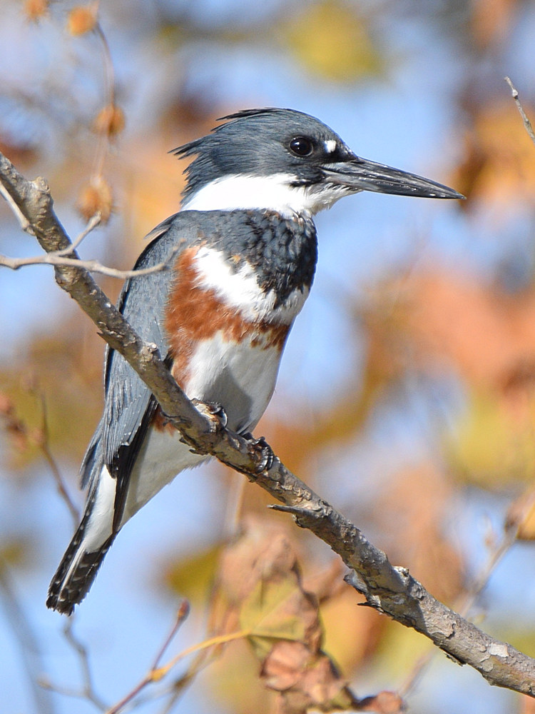 Kingfisher16.jpg