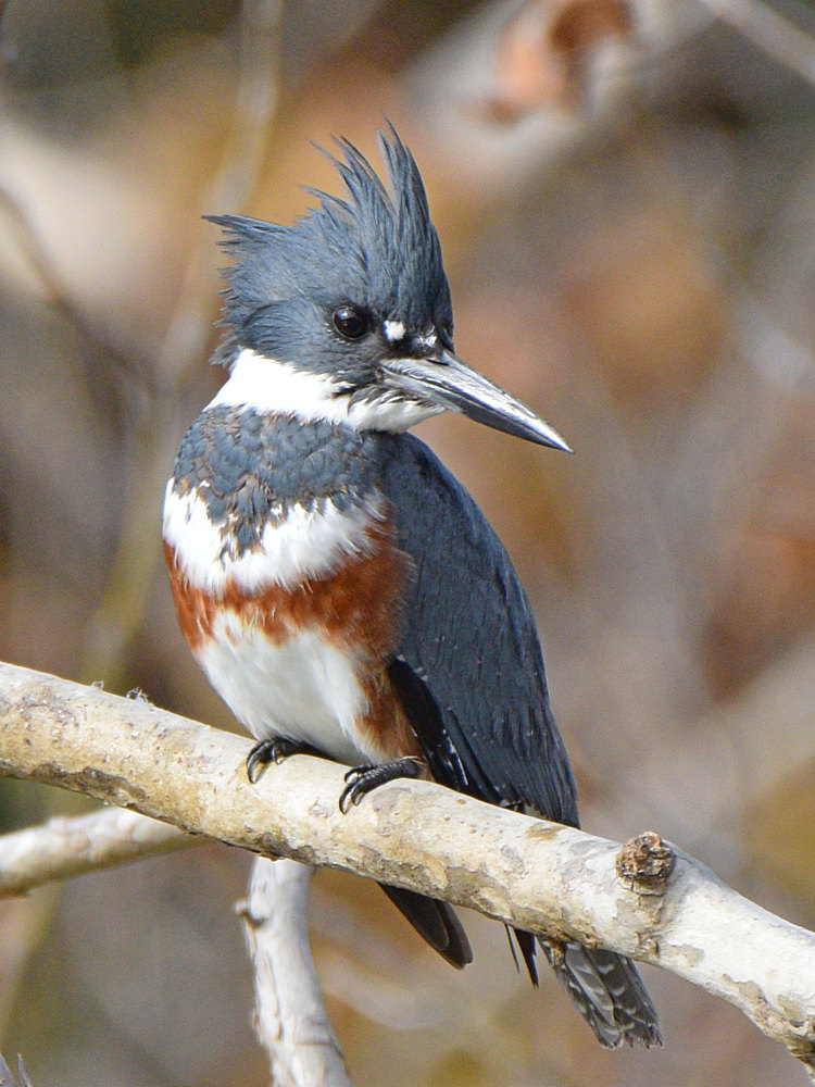 Kingfisher16.jpg