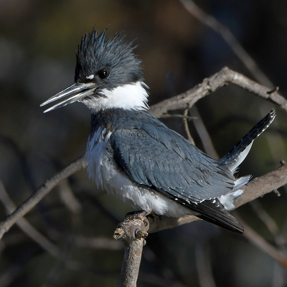 KingFisher16.jpg