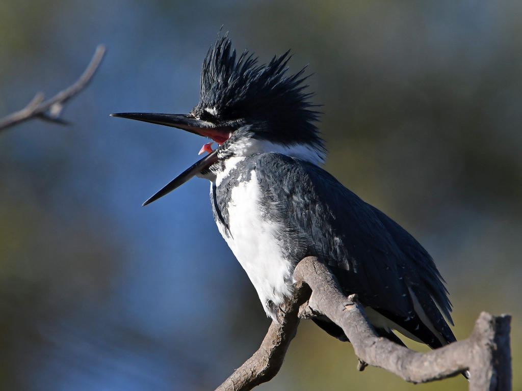 Kingfisher16.jpg