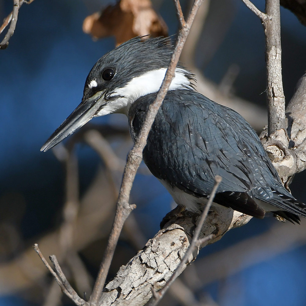 KingFisher19.jpg