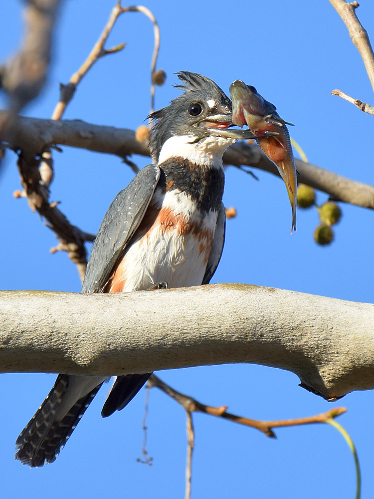 Kingfisher2.jpg