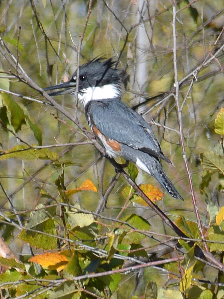 Kingfisher2.jpg