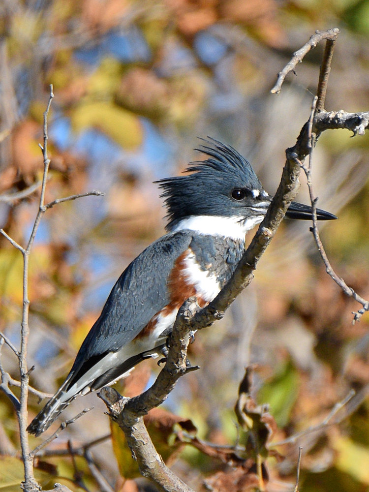 Kingfisher2.jpg