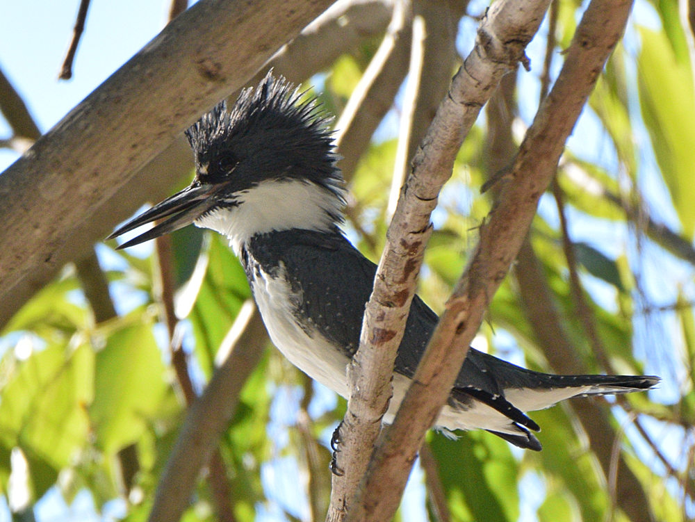 Kingfisher2.jpg