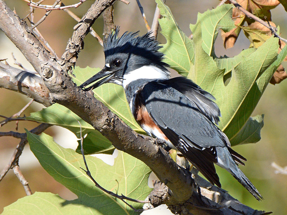 Kingfisher2.jpg