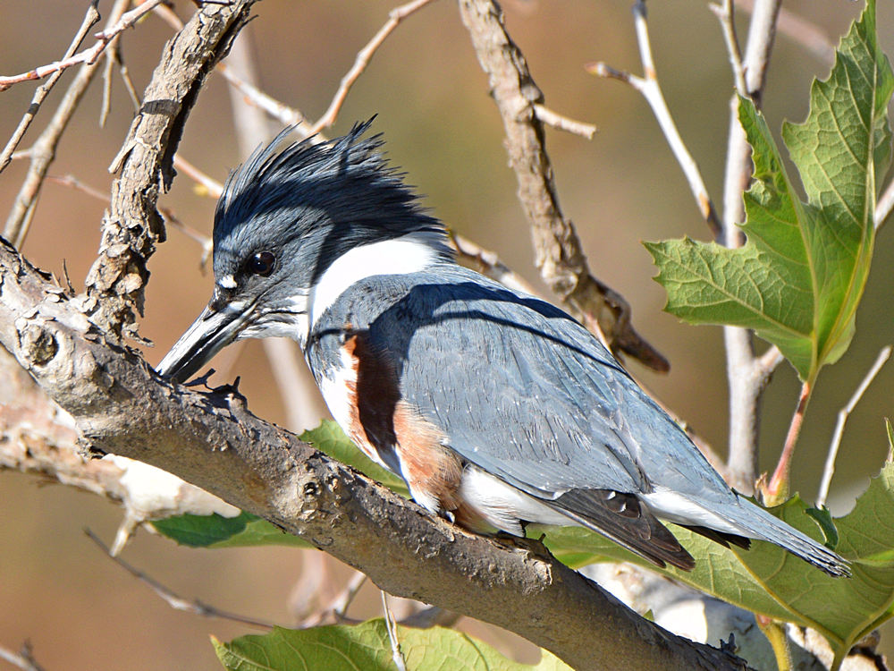 Kingfisher2.jpg