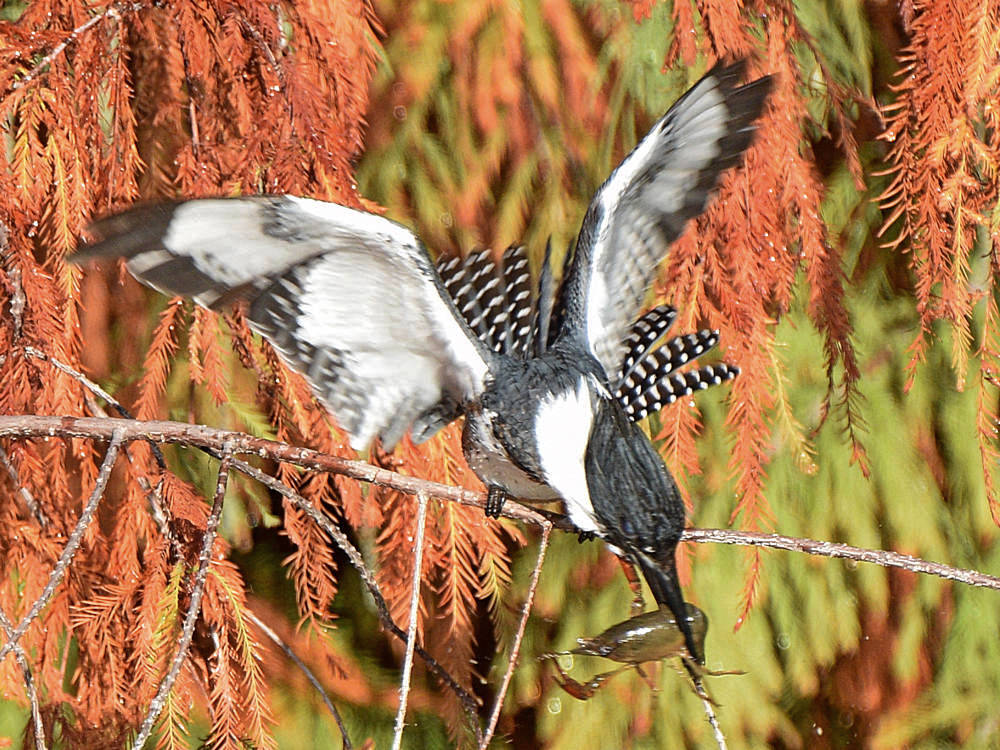 Kingfisher2.jpg