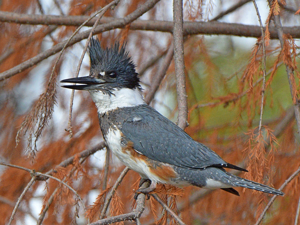 Kingfisher2.jpg