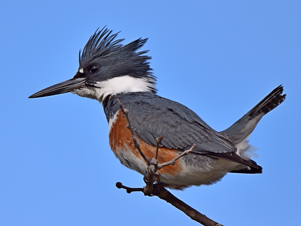 Kingfisher2.jpg