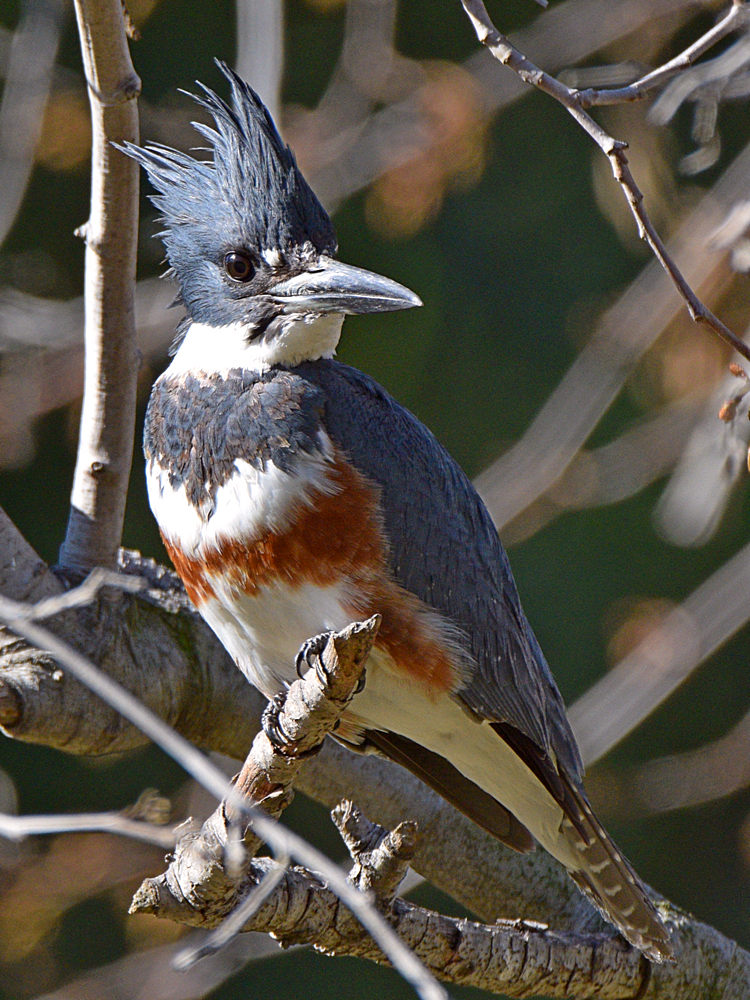 Kingfisher2.jpg