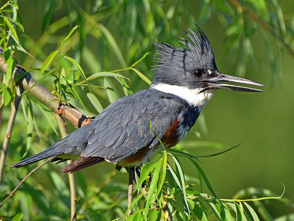 Kingfisher2.jpg