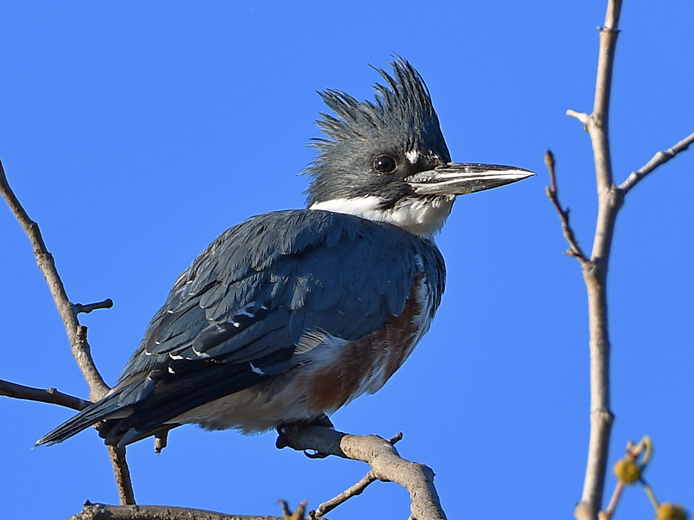 Kingfisher2.jpg